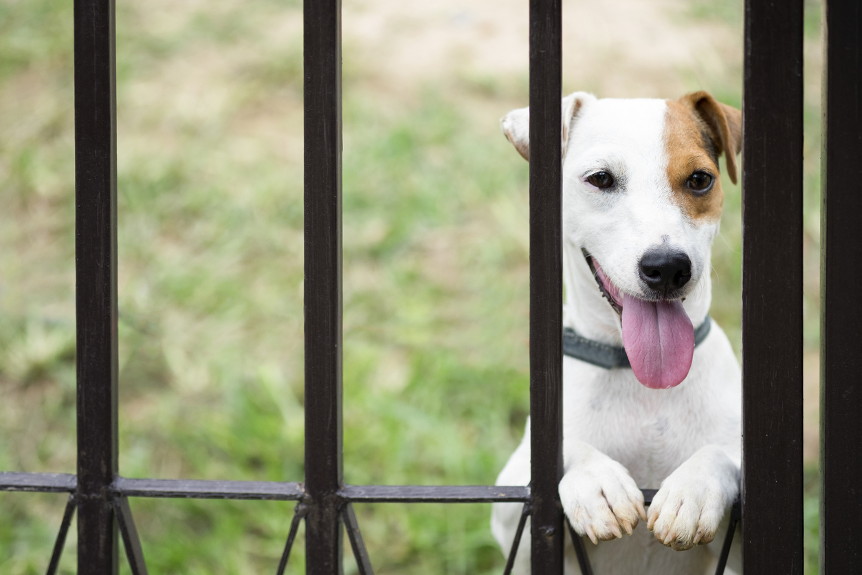 How to Choose a PetFriendly Fence or DogProof Your Fence